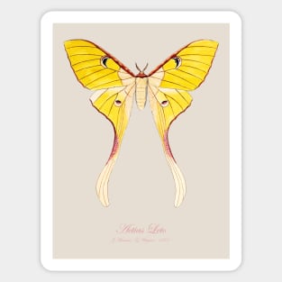 Moth - Malaysian Moon Moth, Actias Maenas Leto female 1 Sticker